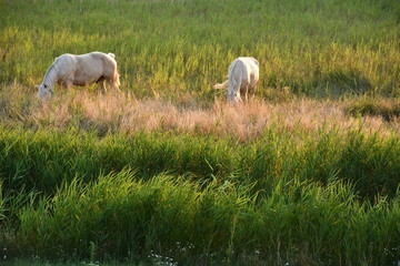 Obraz na płótnie Canvas Weisse Pferde auf der Weide auf Hiddensee