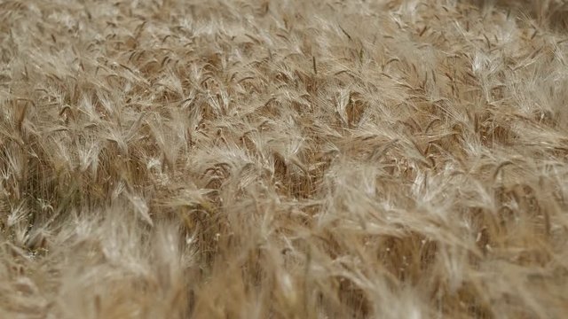 Schwenk &uuml;ber ein Roggenfeld