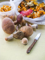 Placer of mushrooms, just collected in the forest. Mushroom picking from the forest.