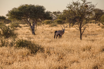 Fototapeta na wymiar Oryx at Kalahari