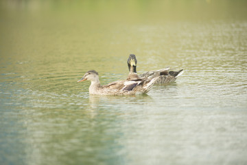 Ducks in a pond