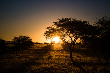 Fototapeta na wymiar Sunset at Kalahari