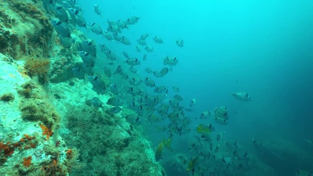A shoal of fish common two-banded seabream with few brown meagre underwater in the Mediterranean sea, marine reserve of Cerbere Banyuls, Pyrenees-Orientales, Roussillon, France

