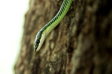 Golden Tree Snake.