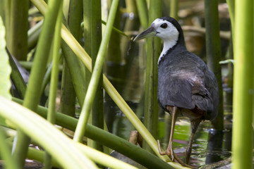 White breasted water hen
