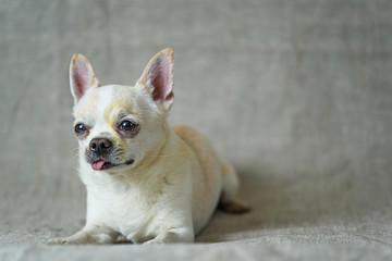 portrait of a chihuahua on a gray background