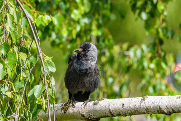 the crow sits on a branch