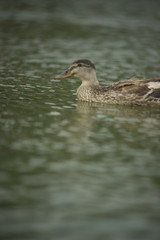 Ducks in a pond