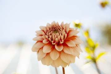 Dahlia2