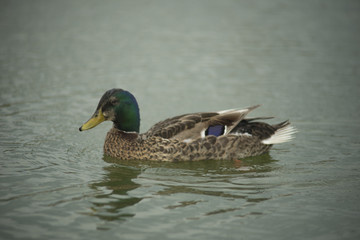 Ducks in a pond