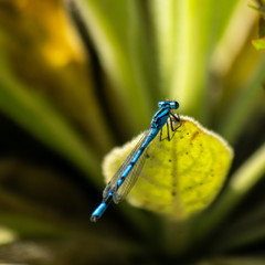 Dragonfly