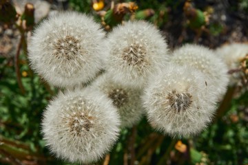 Dandelions