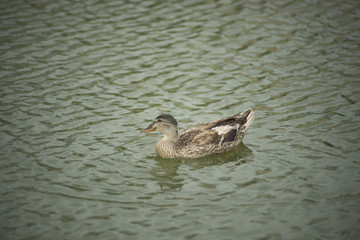 Ducks in a pond