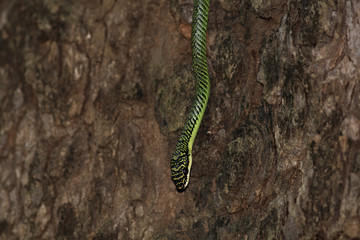 Golden Tree Snake.