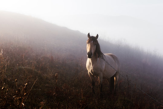 Fototapeta Horse in foggy meadow in mountains valley. Landscape photography