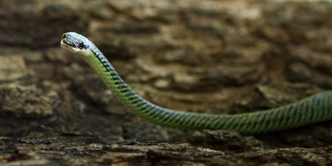 Golden Tree Snake.