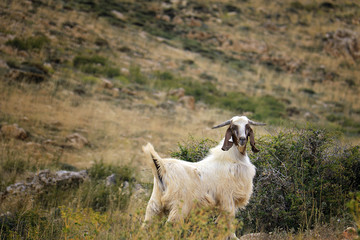 Obraz na płótnie Canvas Goat