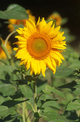 sunflower on a field