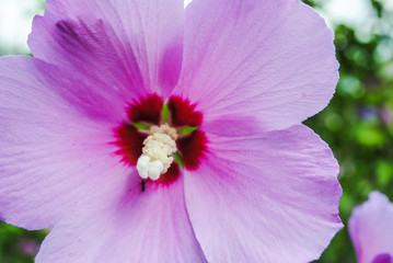 Naklejka premium Flower closeup