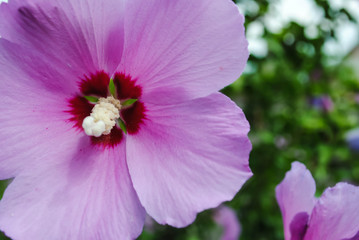 Flower closeup