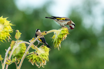 colorful goldfinches on ripe sunflowers