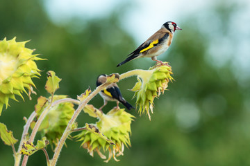 colorful goldfinches on ripe sunflowers