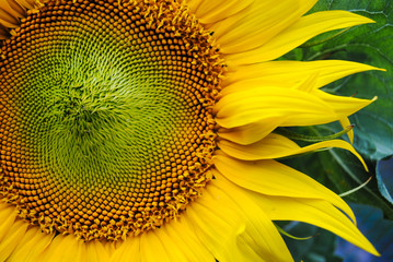 Blossoming sunflower close-up