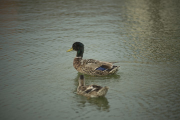 Ducks in a pond