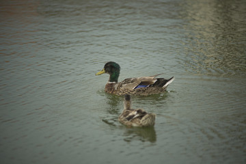 Ducks in a pond