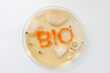 ext BIO in petri dish with colonies of bacteria and fungi