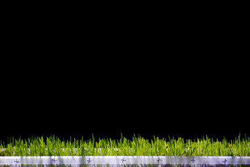 Green grass isolated on black