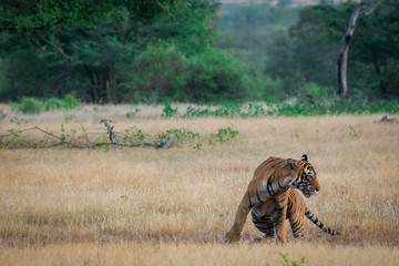 A male tiger on prowl at Ranthmbore National Park