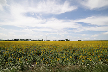 Farmers sunflower field