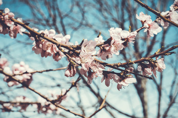 Cherry tree branch bud in bloom background as a beautiful spring flower 