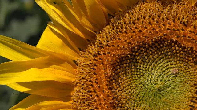 Close up of blooming sunflower