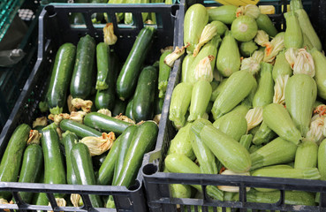 boxes full of green zucchini for sale
