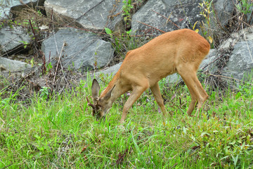 Roe deer walking on the rock hill   