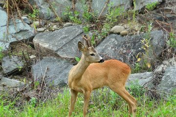 Roe deer walking on the rock hill   