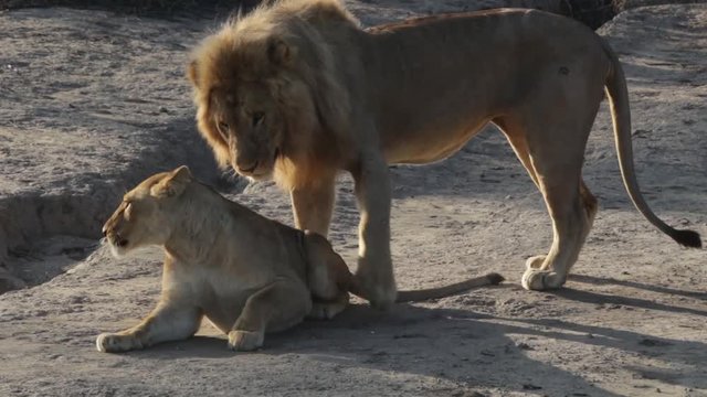 lions mating during sun rise