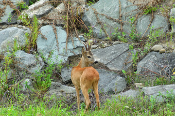 Roe deer walking on the rock hill   