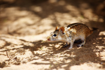 The four-striped grass mouse or four-striped grass rat (Rhabdomys pumilio) in the desert.