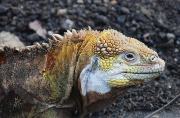 Galapagos land iguana