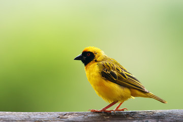 The southern masked weaver or African masked weaver (Ploceus velatus) sitting on the branch with green background.