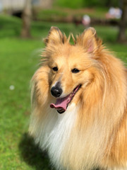 Shetland Sheepdog lovely dog