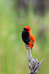 The southern red bishop or red bishop (Euplectes orix) sitting on the branch with green background. Red passerine at courtship in reeds.