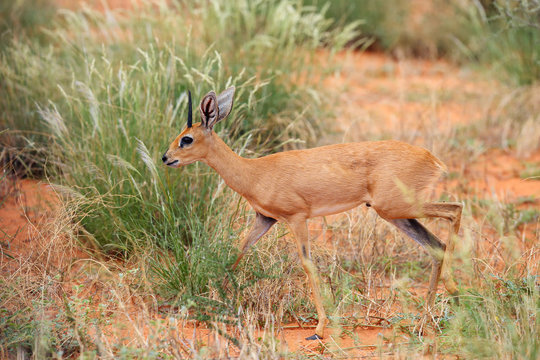 The steenbok (Raphicerus campestris) in the bush. Antelope in the red sand dunes.