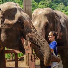 Young girl takes care of elephants at a sanctuary in the jungle of Chiang Mai in Thailand