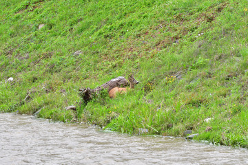 Roe deer walking on the rock hill   