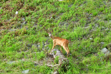 Roe deer walking on the rock hill   
