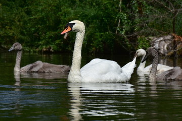 beautiful swan from level of water surface
